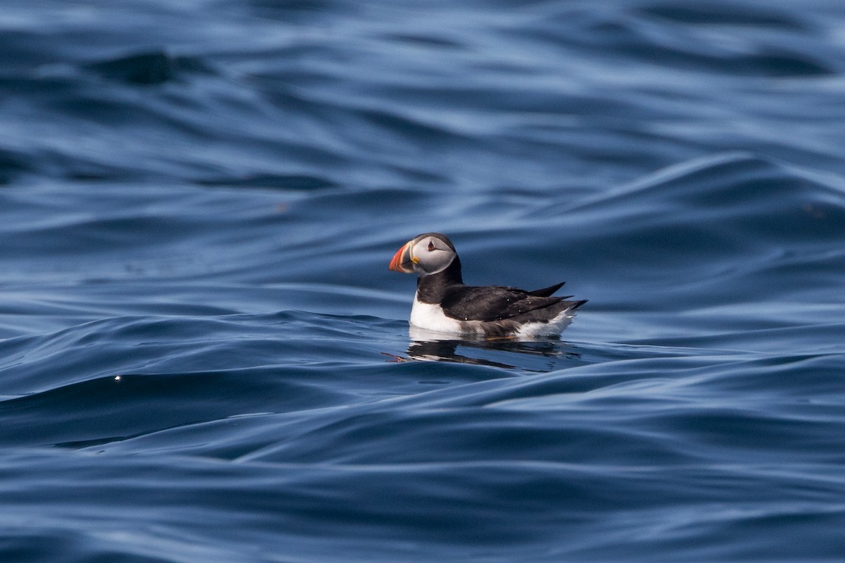 Atlantic Puffin - Kyle Shay