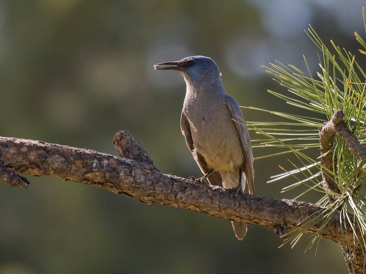 Pinyon Jay - Greg Gillson