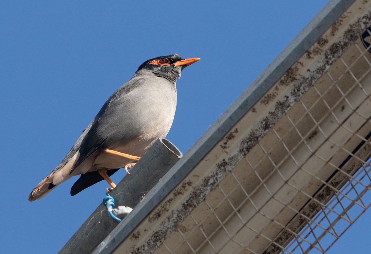 Bank Myna - ML353939341