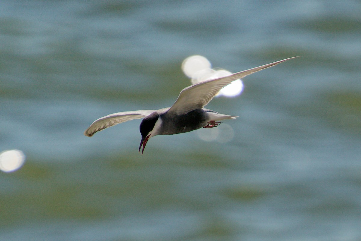 Whiskered Tern - ML353940791