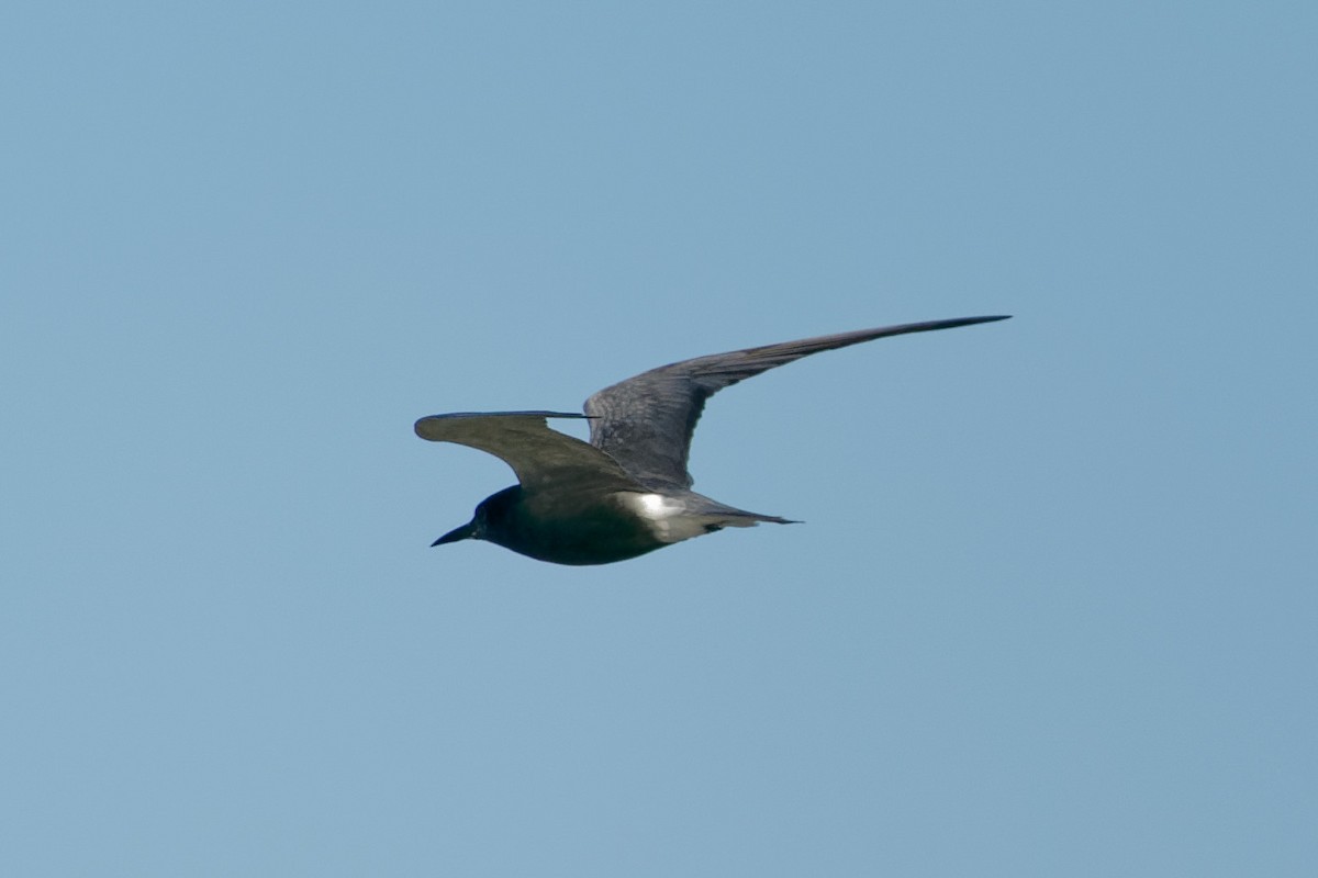 Black Tern - Karl Hu