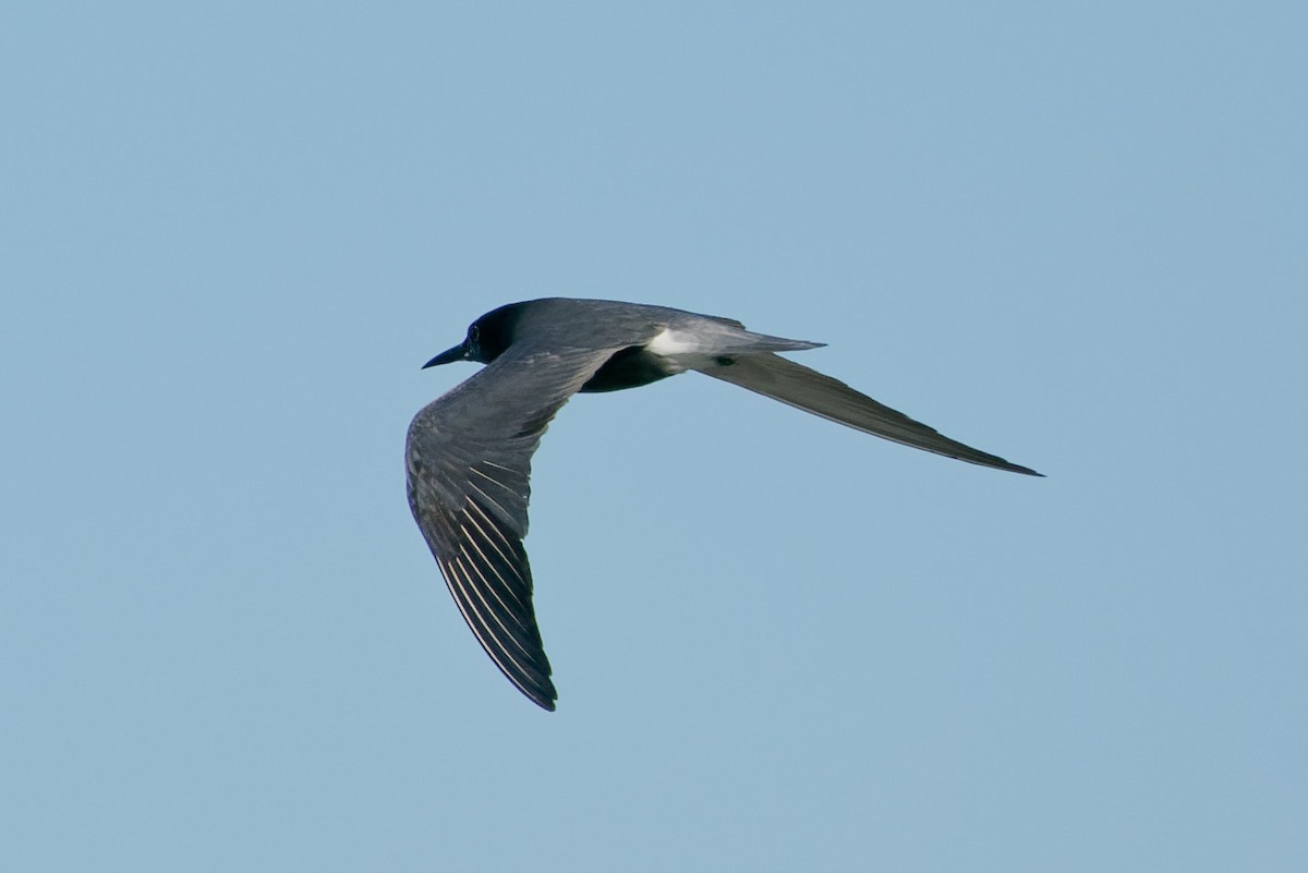 Black Tern - ML353941101