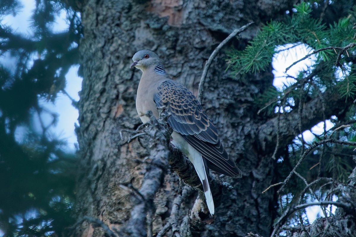 Oriental Turtle-Dove - ML353941771