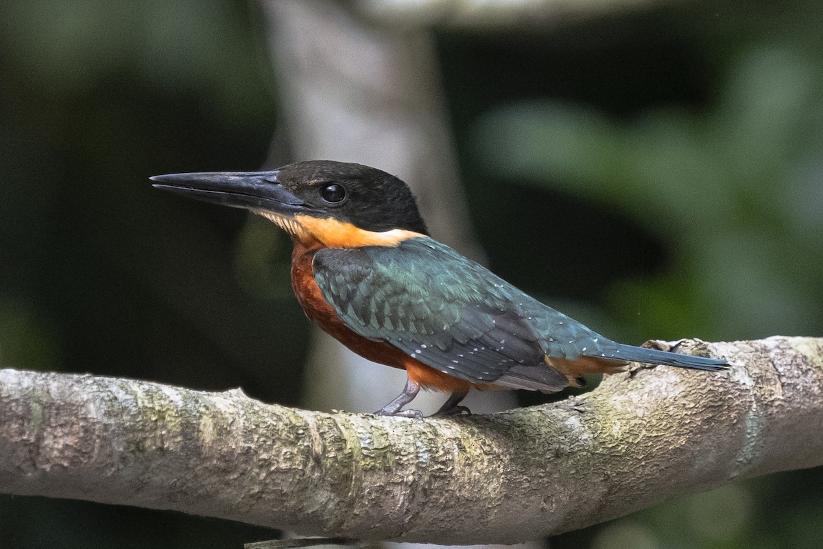 Green-and-rufous Kingfisher - ML353942651