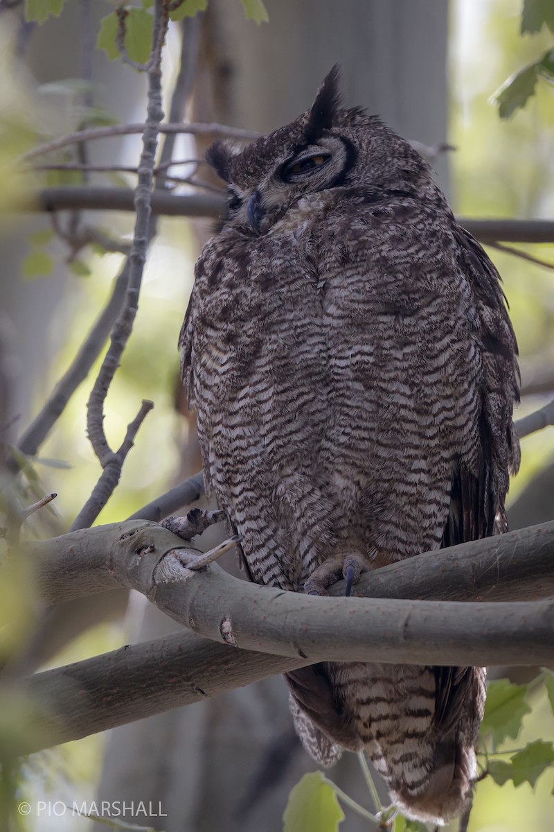 Lesser Horned Owl - ML353942811