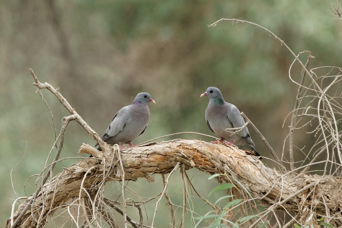 Stock Dove - ML353942961