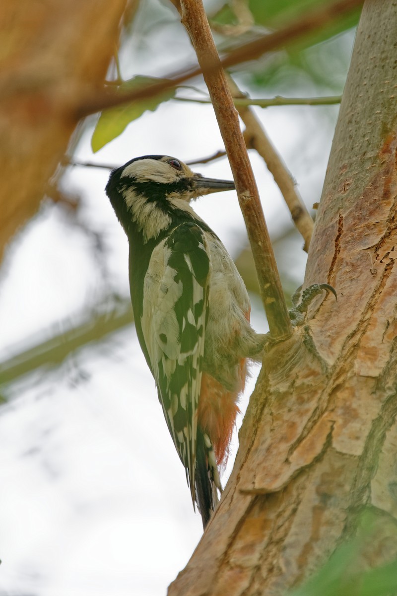 White-winged Woodpecker - ML353943001