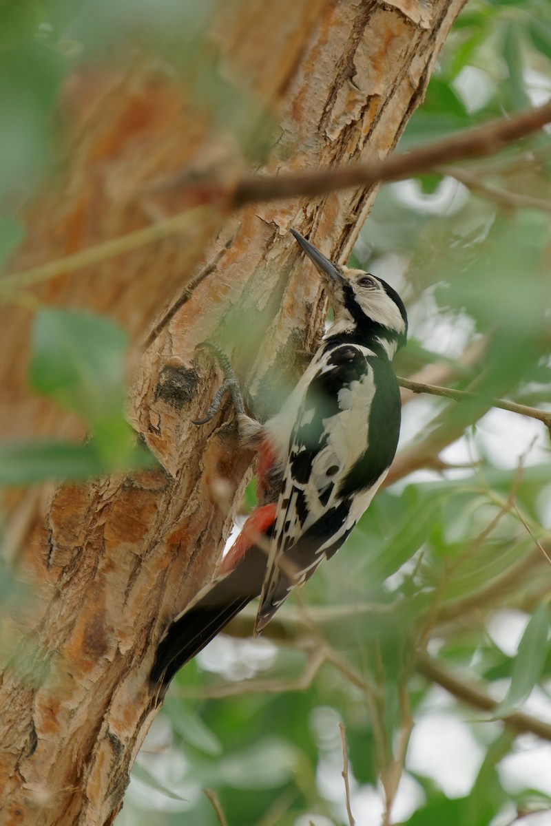 White-winged Woodpecker - ML353943011