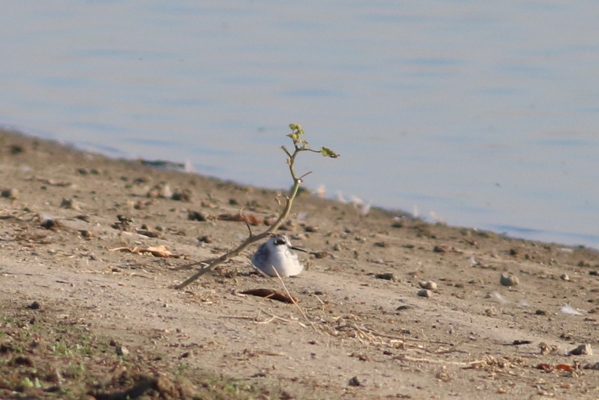 Круглоносый плавунчик - ML35394391