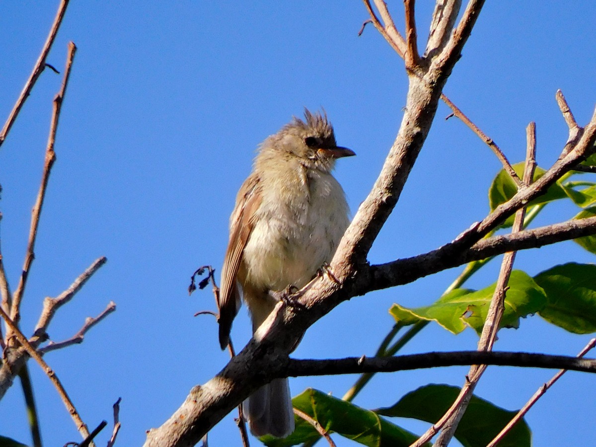 Northern Beardless-Tyrannulet - ML353944451