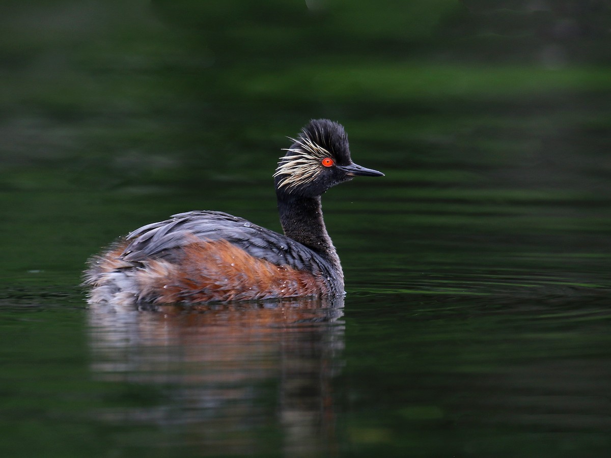 Eared Grebe - ML353944811