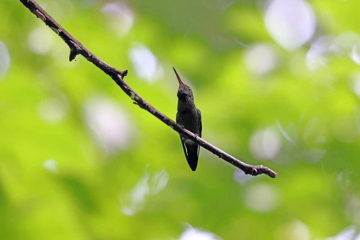 Blue-vented Hummingbird - Noreen Baker