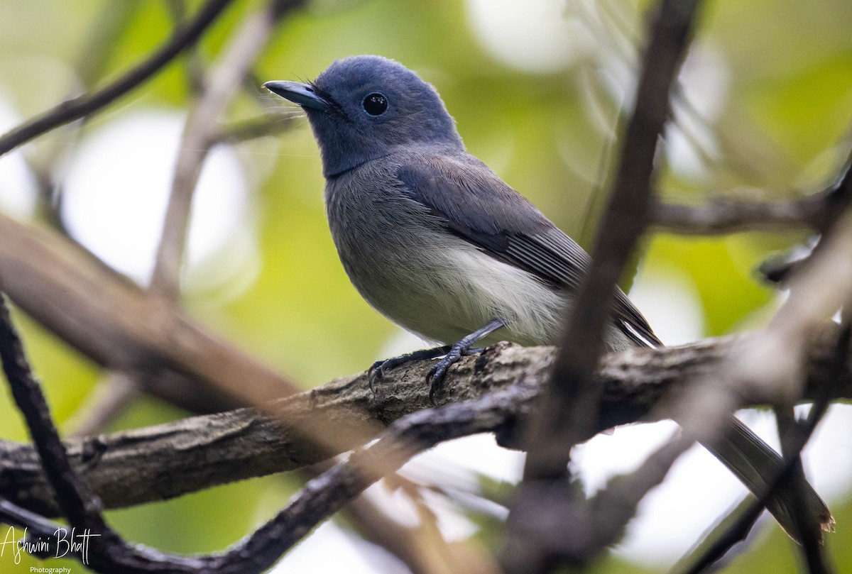 Black-naped Monarch - ML353945941