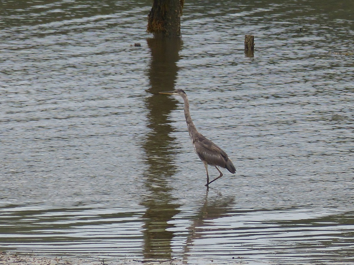 Great Blue Heron - ML353947051