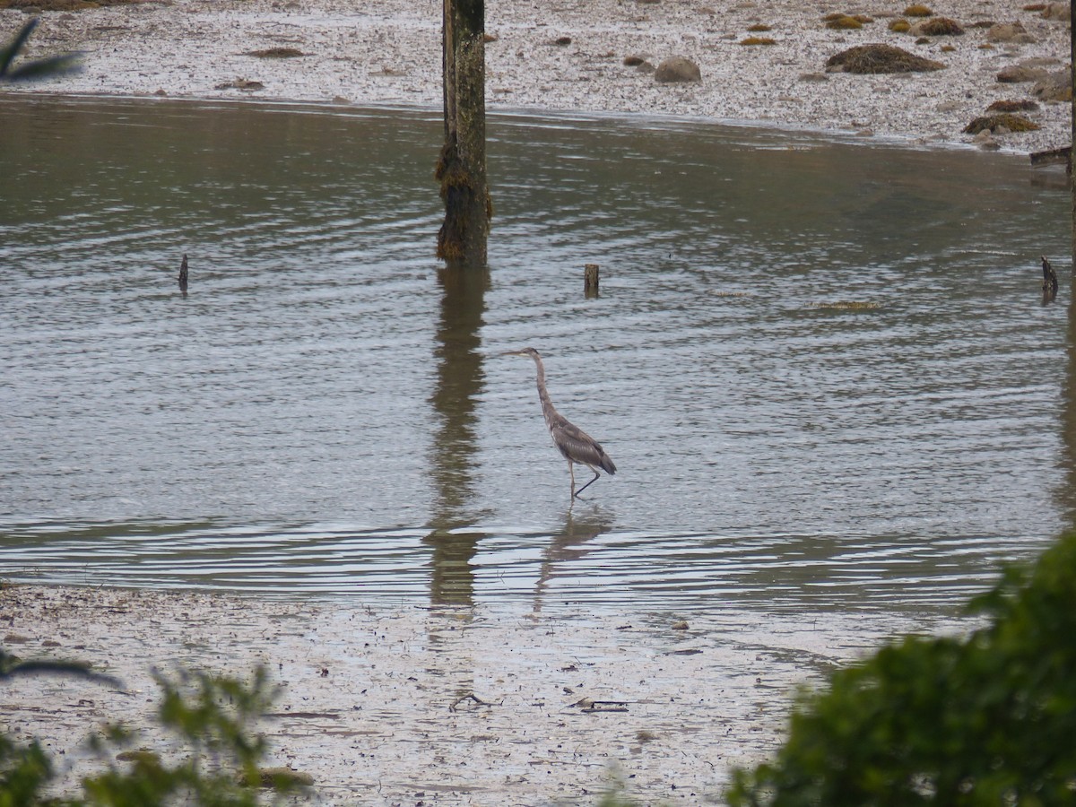 Great Blue Heron - ML353947191