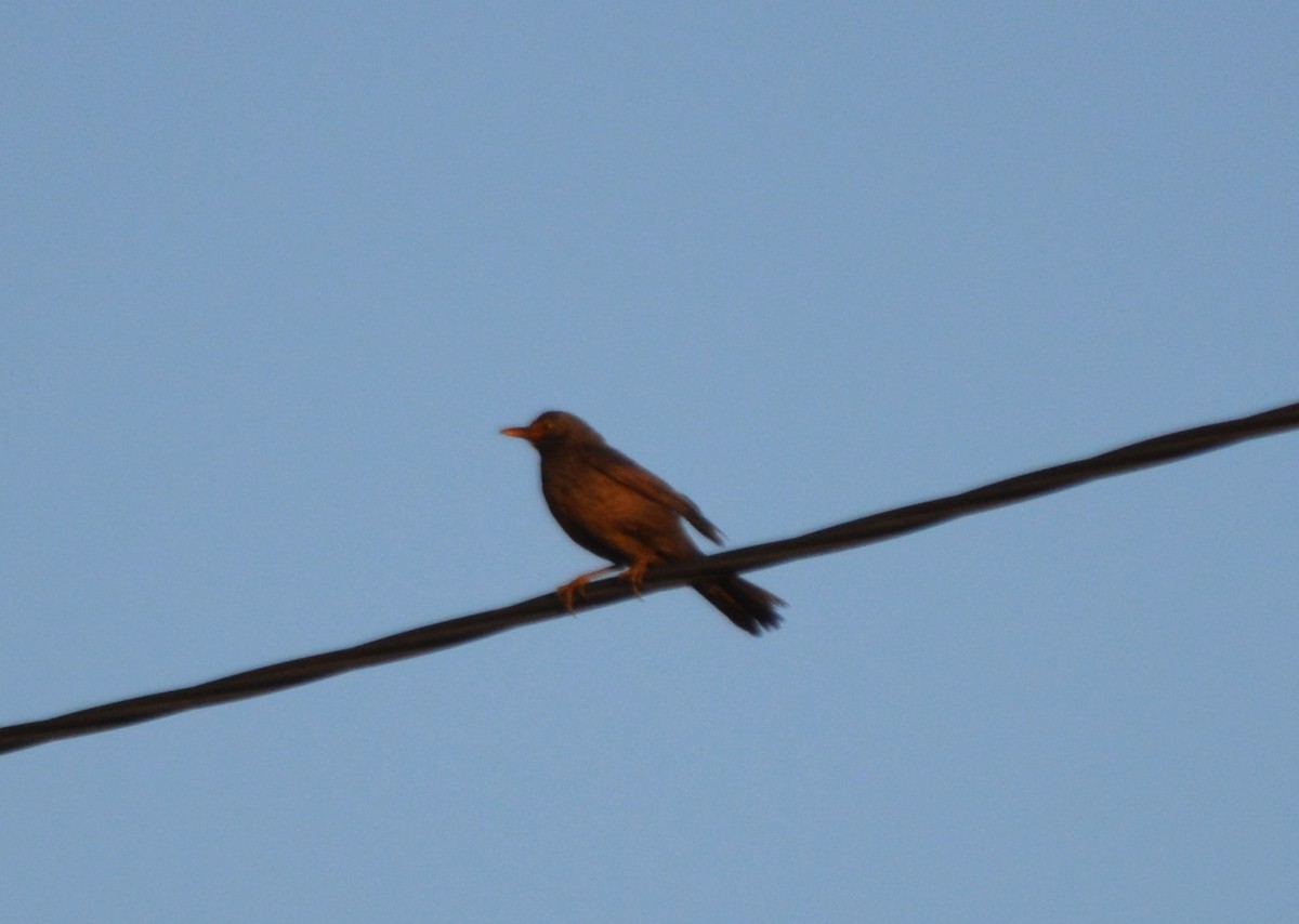 Eurasian Blackbird - Jorge Leitão