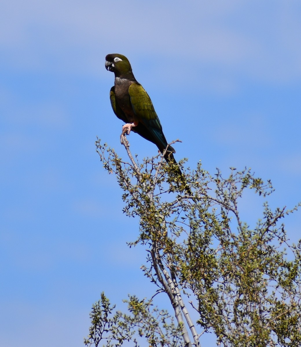 Burrowing Parakeet - ML353948151