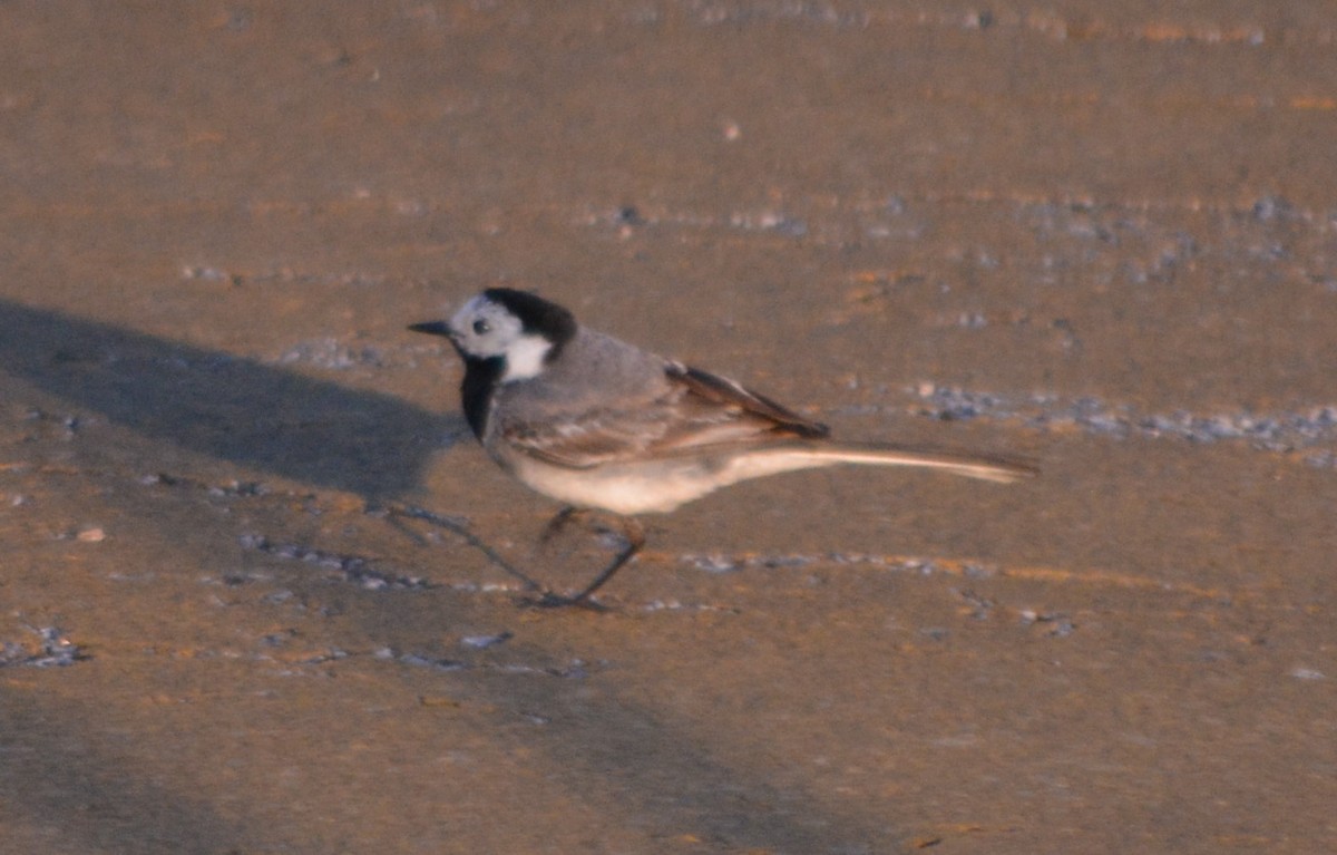 White Wagtail - Jorge Leitão