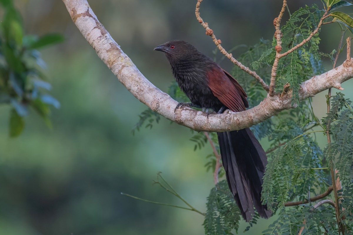 Philippine Coucal - ML353948841