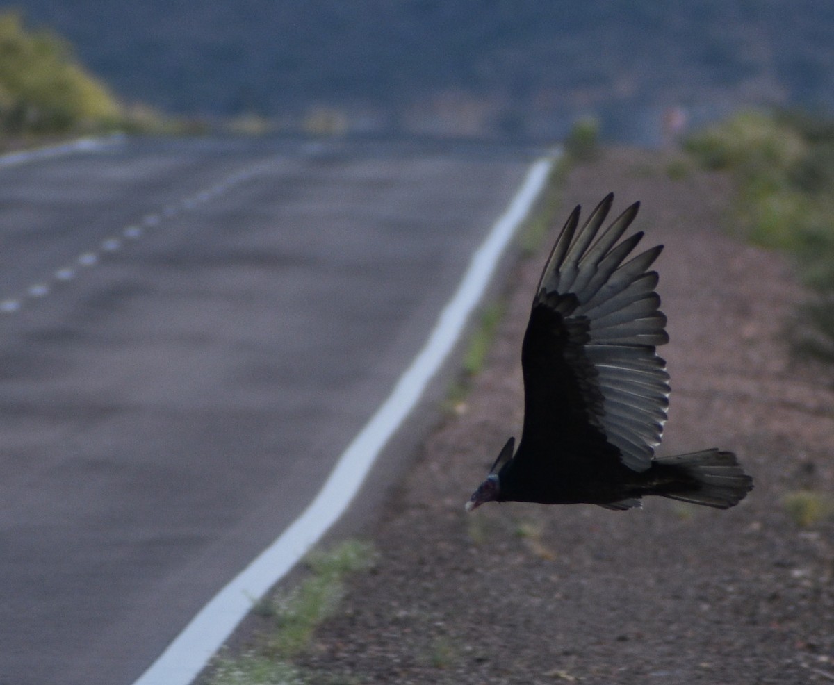 Turkey Vulture - ML353948881