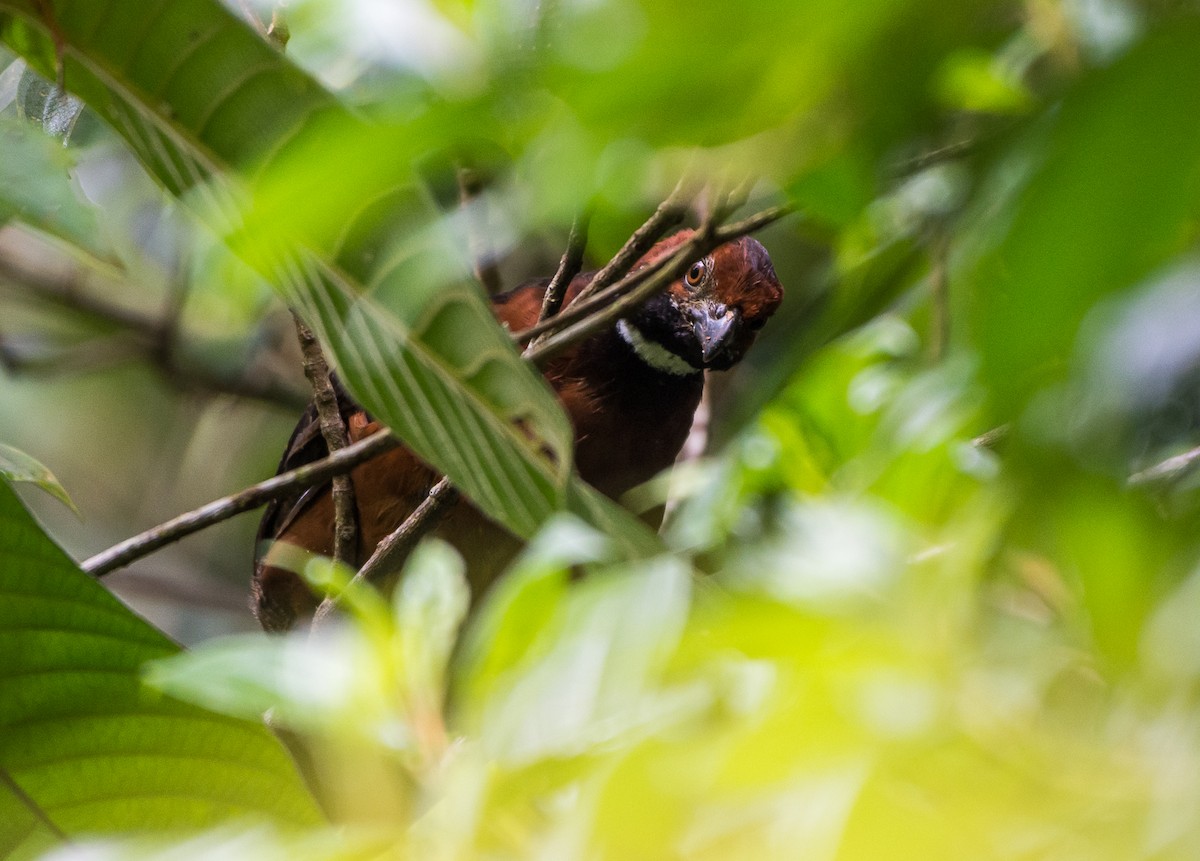 Rufous-fronted Wood-Quail - Lisa & Li Li