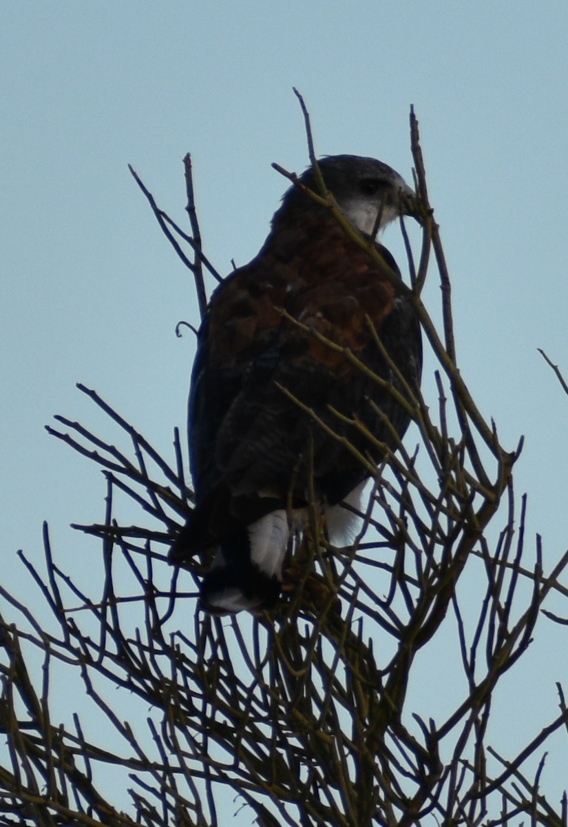 Variable Hawk - ML353949851