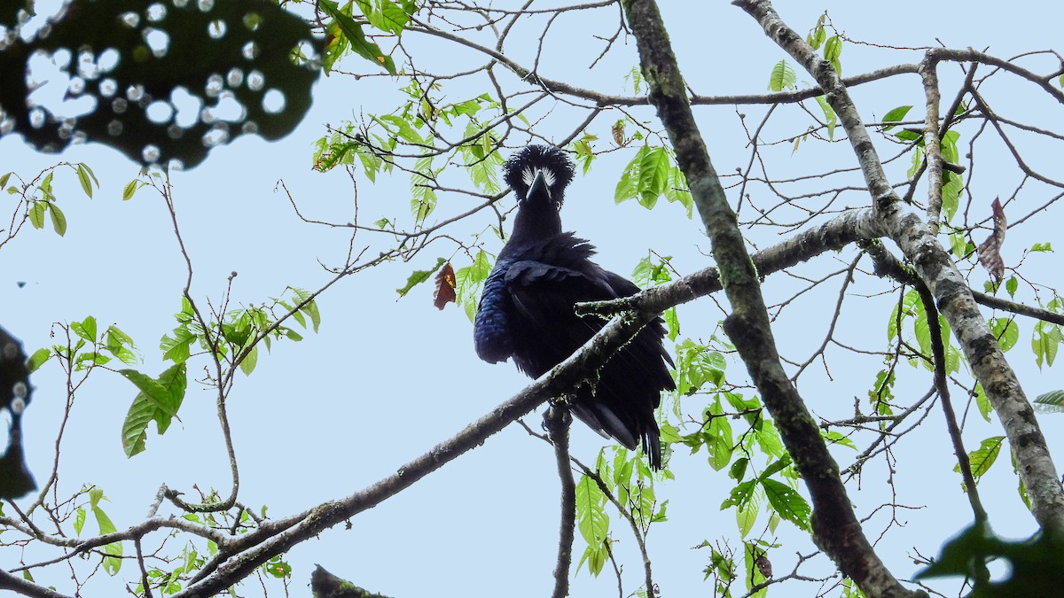 Kurzlappen-Schirmvogel - ML353949861