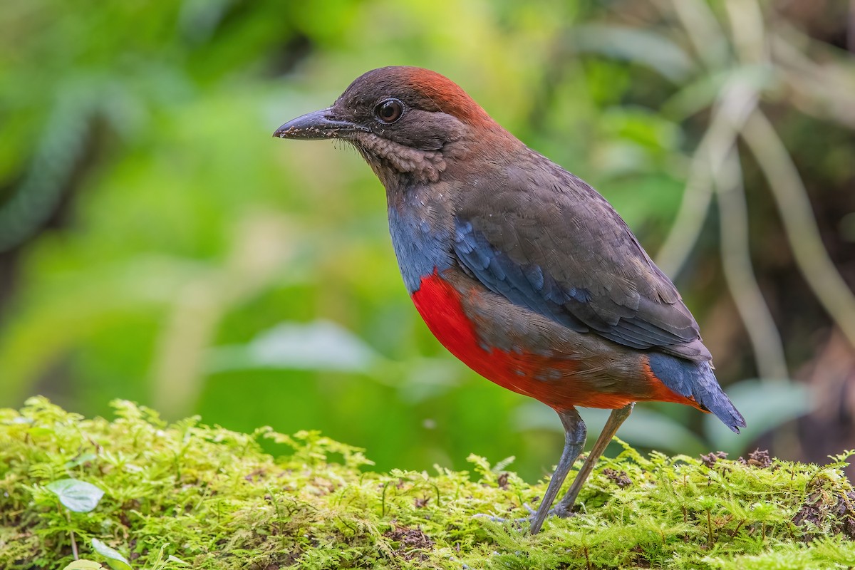 Whiskered Pitta - ML353950521