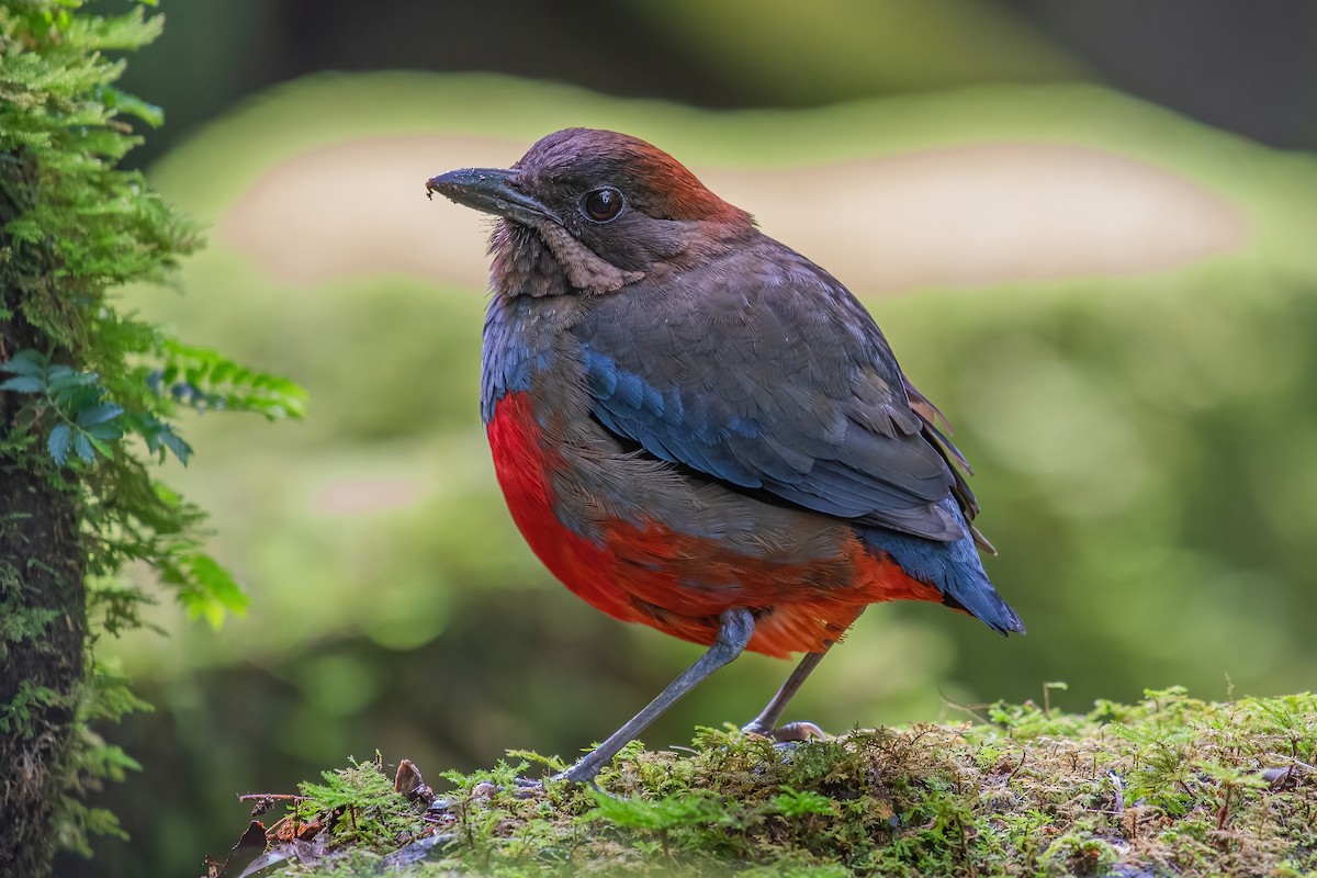 Whiskered Pitta - Ngoc Sam Thuong Dang