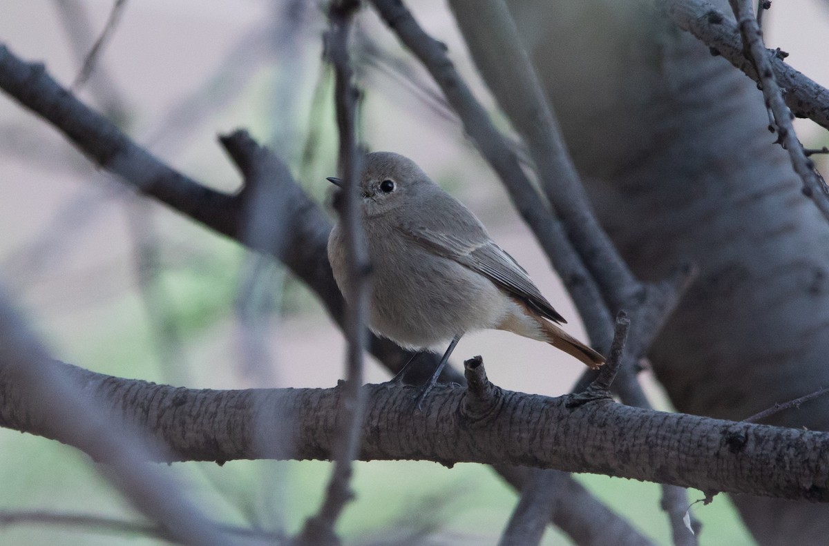 Black Redstart - Sathyan Meppayur