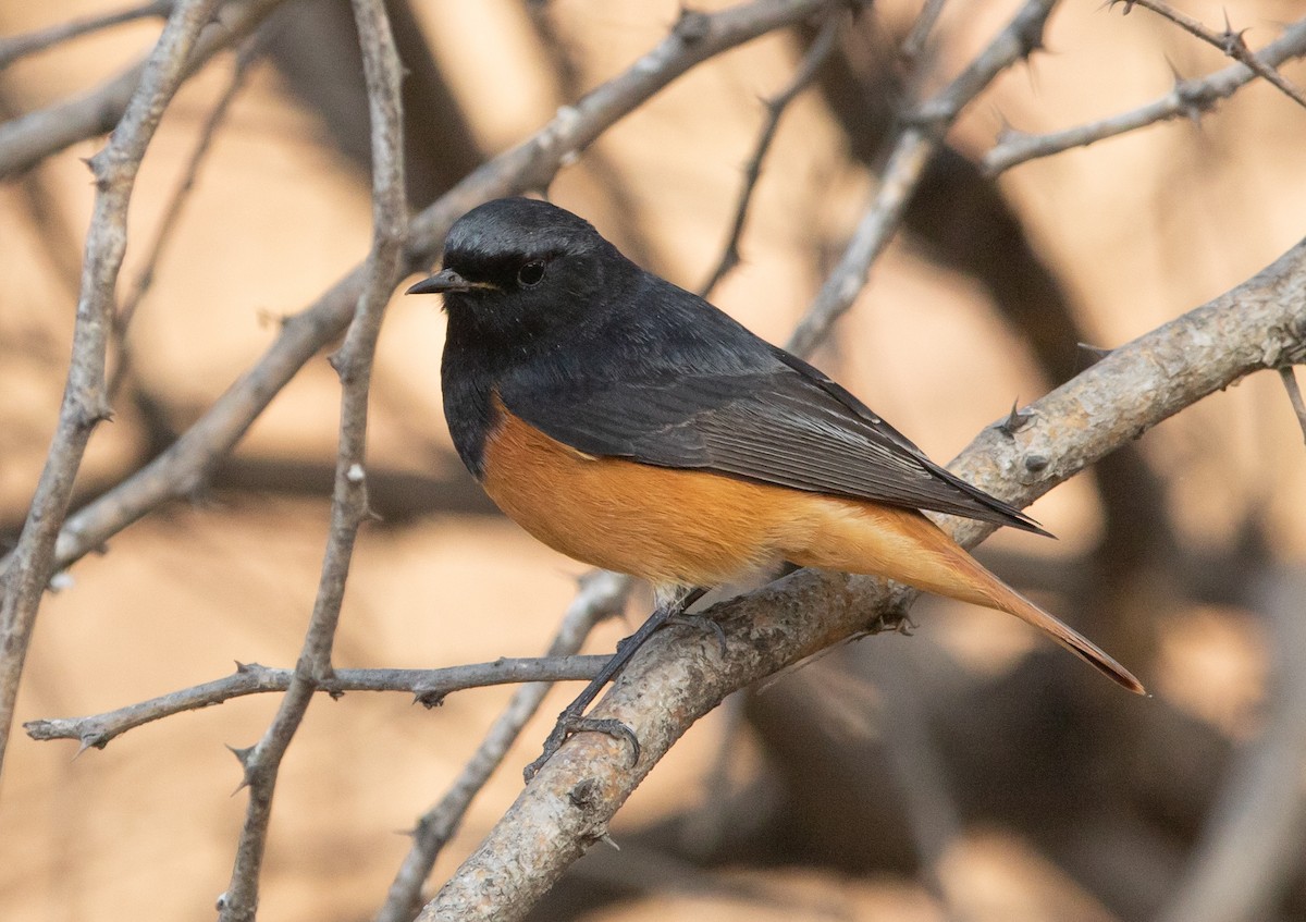 Black Redstart - ML353951811