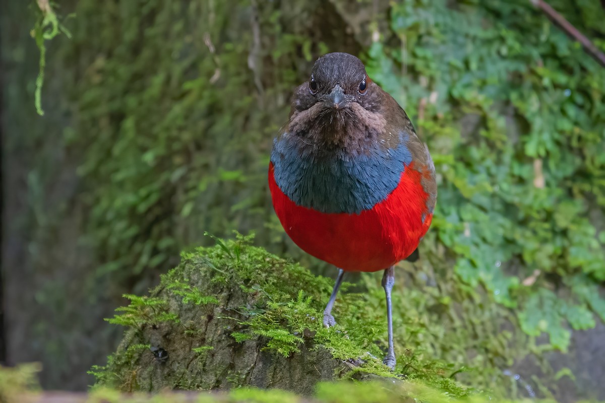 Whiskered Pitta - Ngoc Sam Thuong Dang