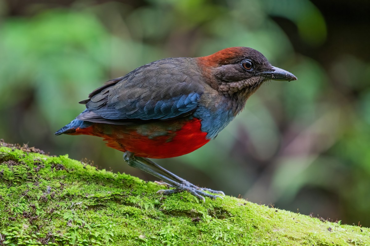 Whiskered Pitta - ML353953311