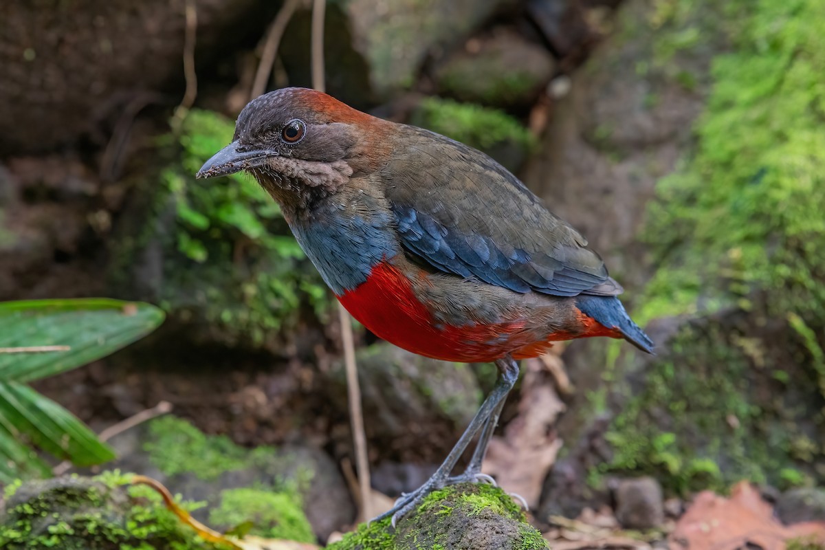 Whiskered Pitta - ML353953431