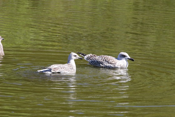 Lesser Black-backed Gull - Trina Anderson