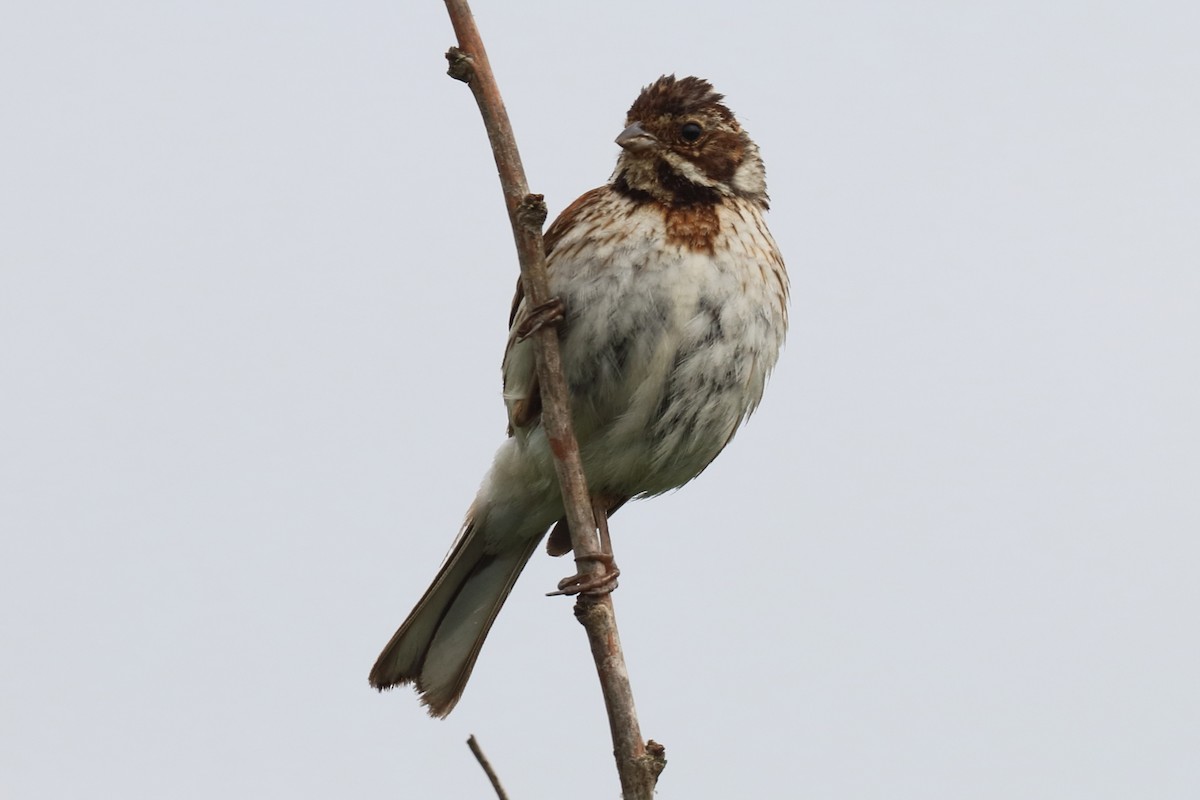 Reed Bunting - Bruce Kerr