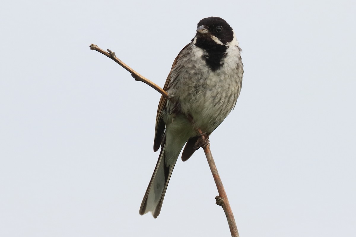 Reed Bunting - Bruce Kerr