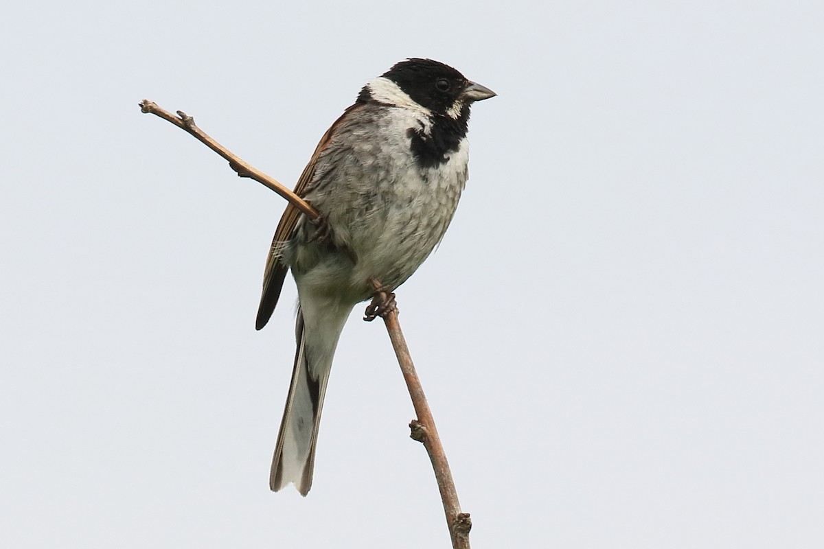 Reed Bunting - ML353957981