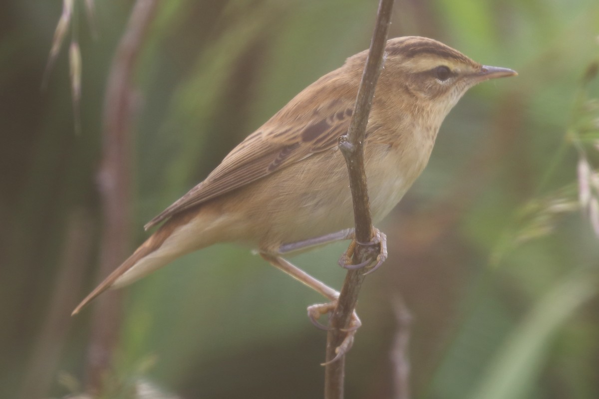 Sedge Warbler - Bruce Kerr