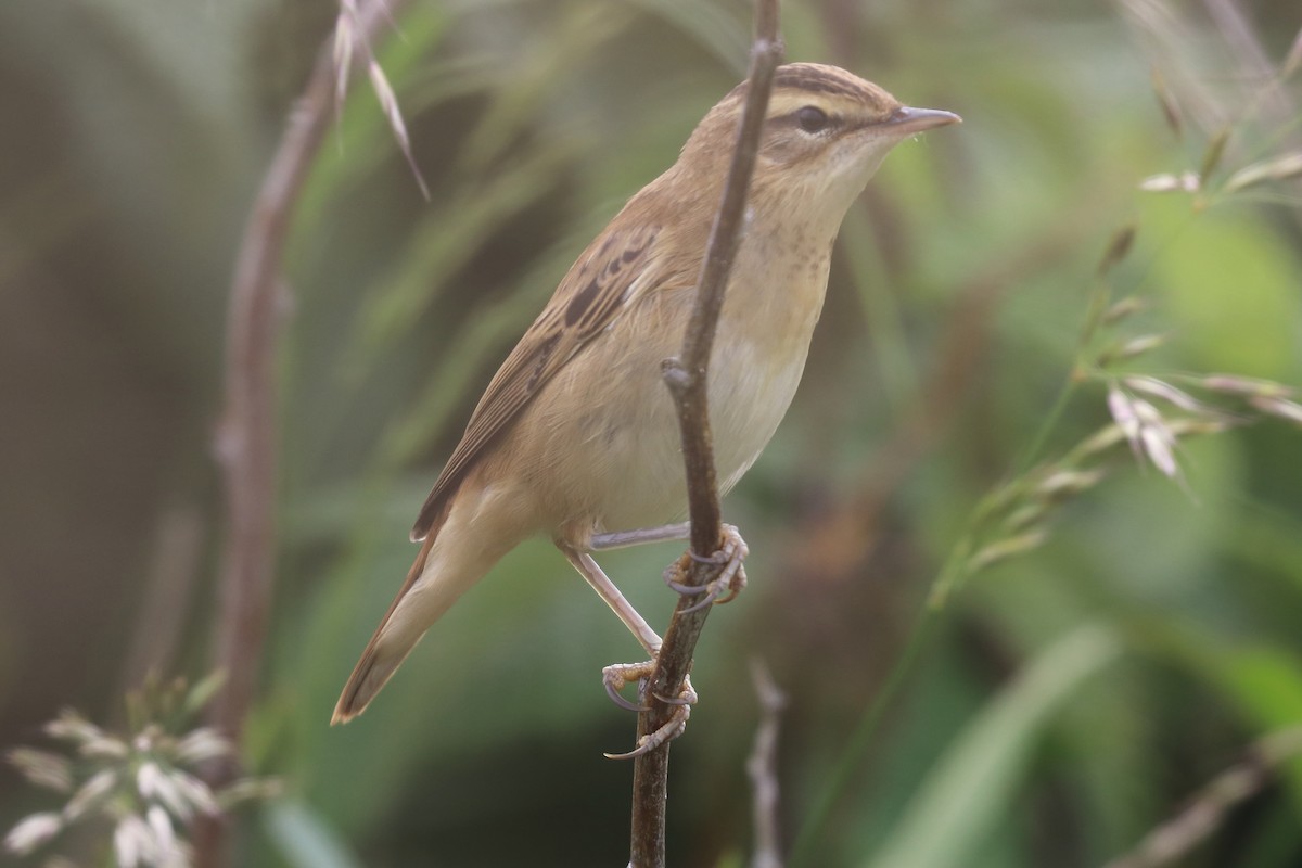 Sedge Warbler - ML353958141