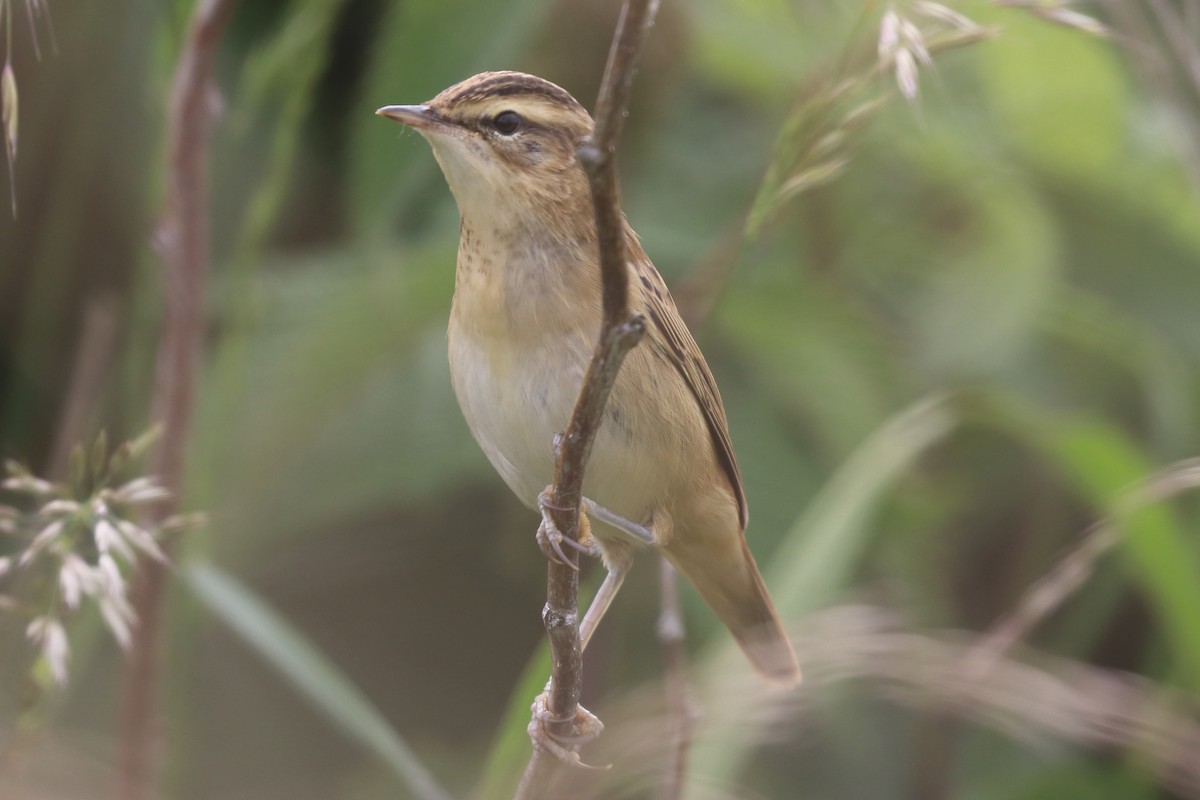 Sedge Warbler - Bruce Kerr