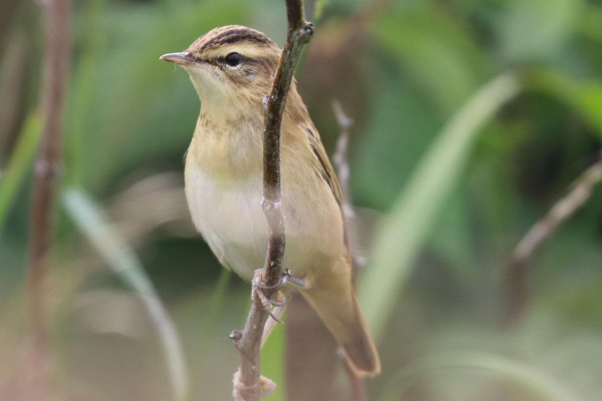 Sedge Warbler - Bruce Kerr