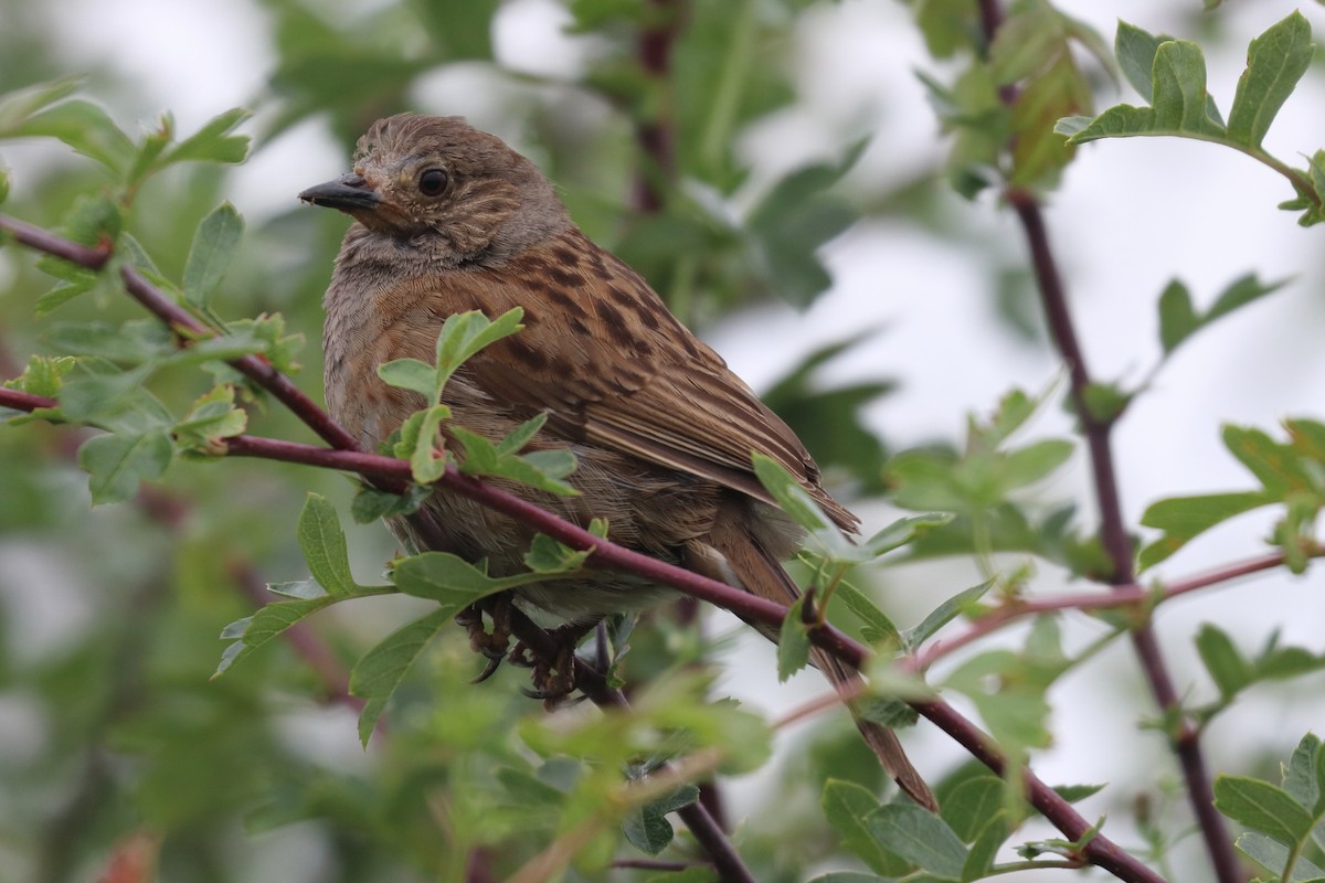 Dunnock - Bruce Kerr