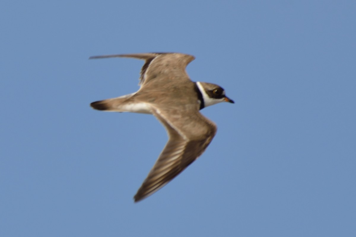 Semipalmated Plover - Michiel Oversteegen