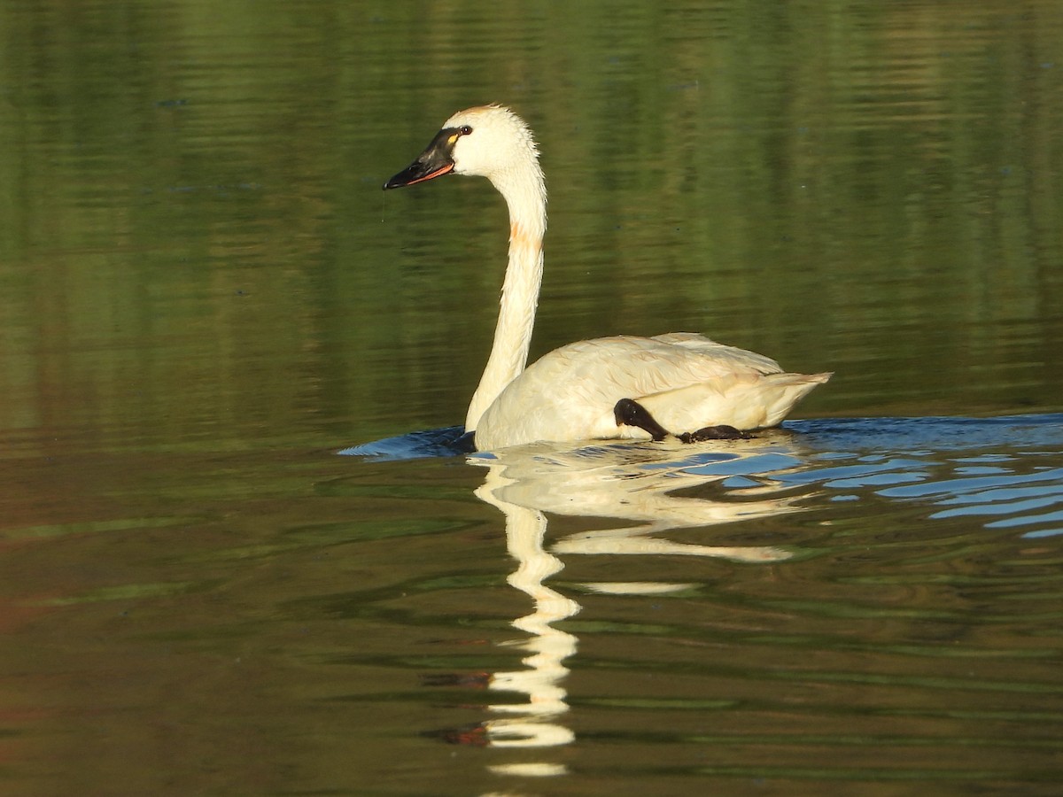 Tundra Swan - Russ Namitz