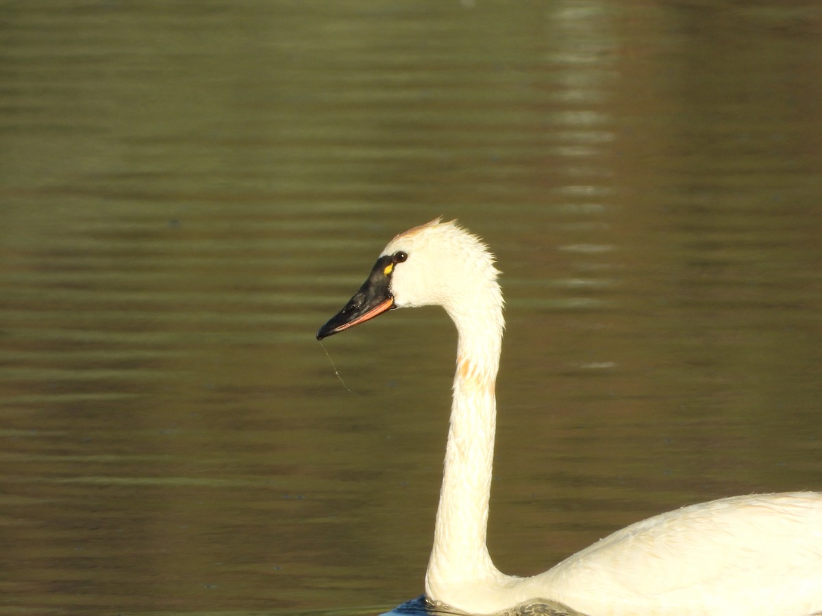 Tundra Swan - Russ Namitz