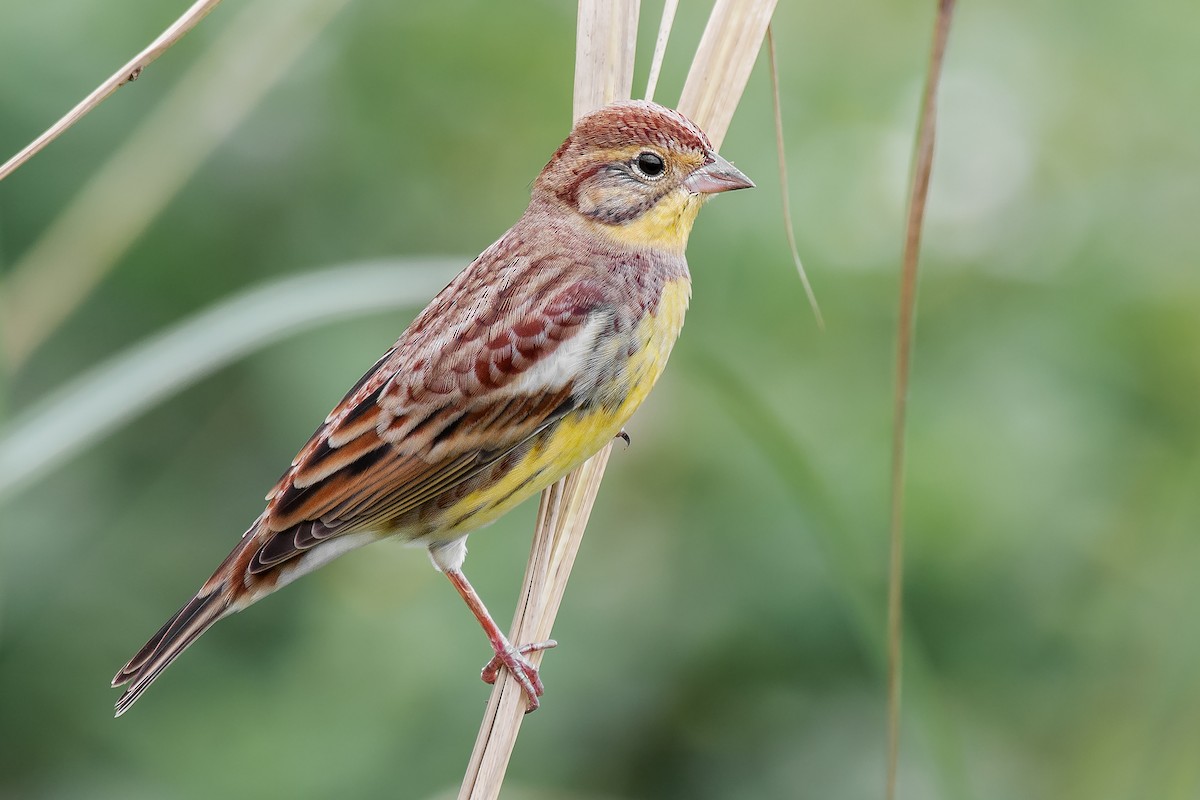 Yellow-breasted Bunting - ML353963001