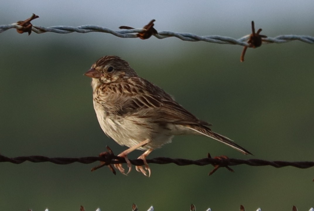 Vesper Sparrow - ML353963471