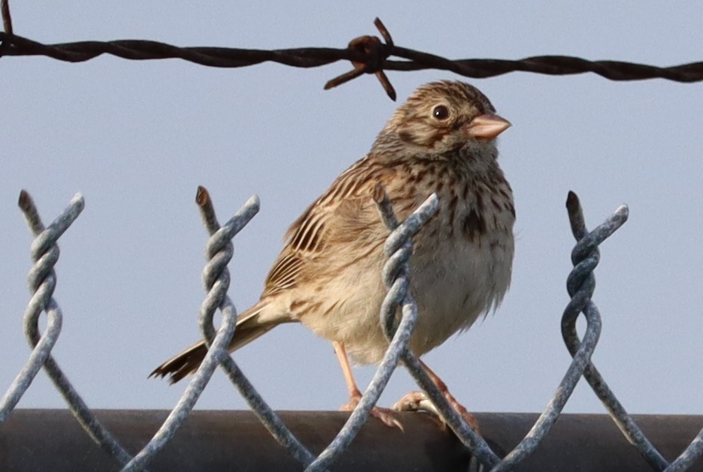 Vesper Sparrow - Ben Freeman