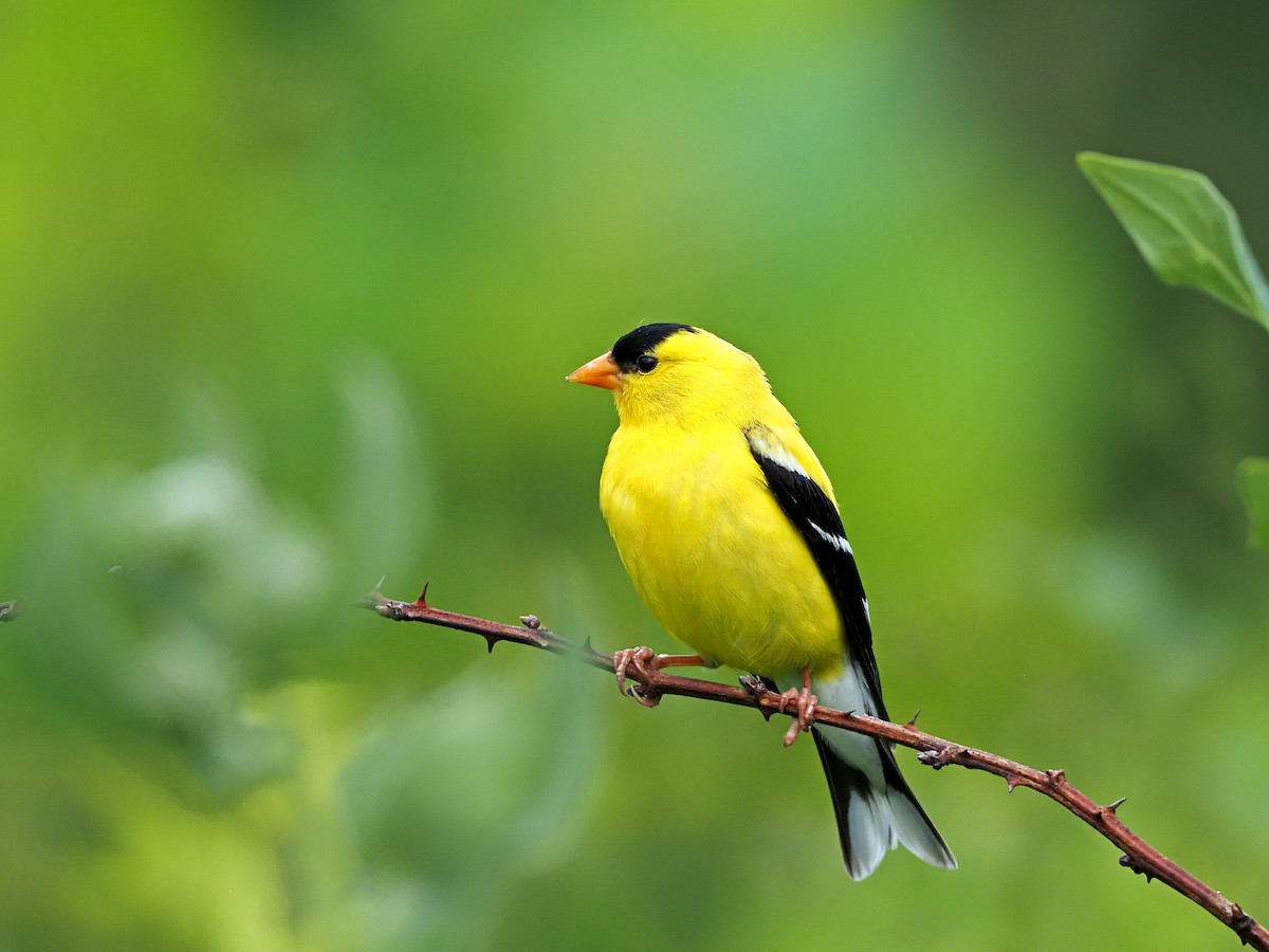 American Goldfinch - ML353965211